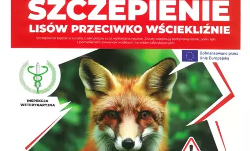 Zdjęcie do Szczepienie lis&oacute;w przeciwko wściekliźnie